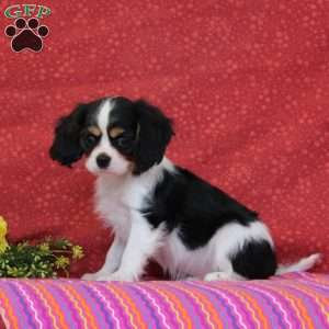 Pistachio, Cavalier King Charles Spaniel Puppy